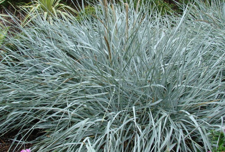 Колосняк песчаный на побережье белого моря