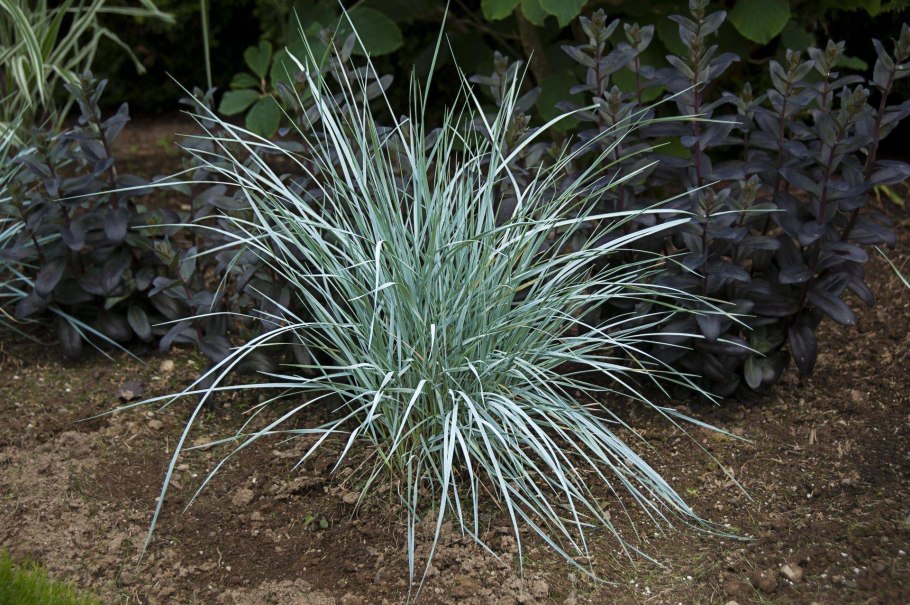 Житняк гребенчатый Agropyron cristatum