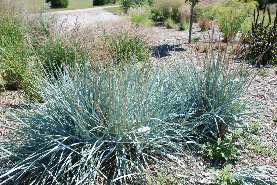 Элимус песчаный