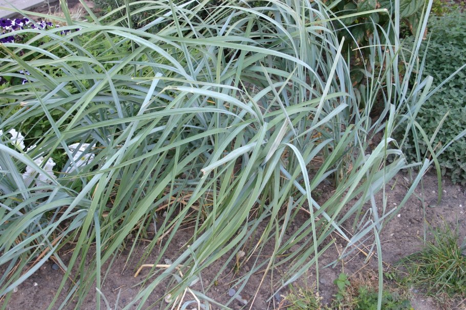 Elymus arenarius
