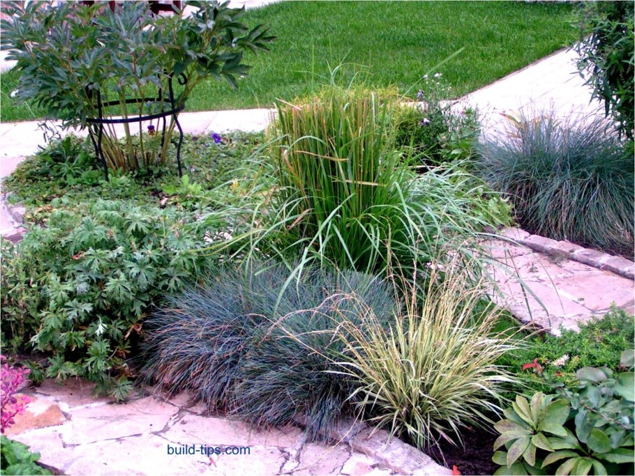 Psathyrostachys juncea