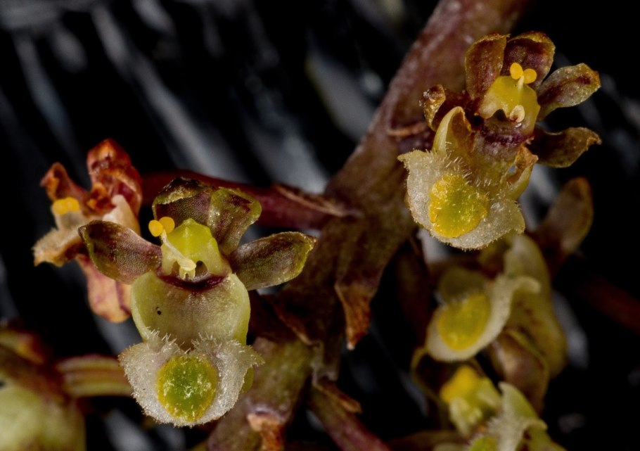 Орхидея Gastrochilus calceolaris