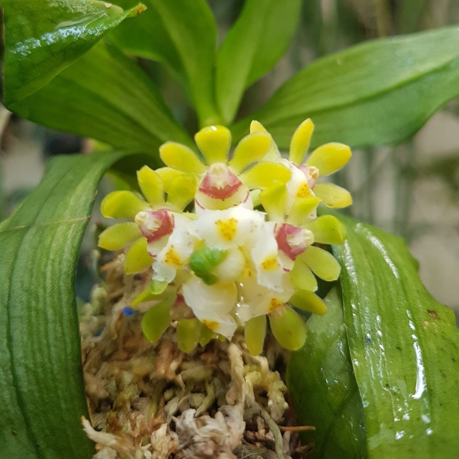 Gastrochilus hainanensis