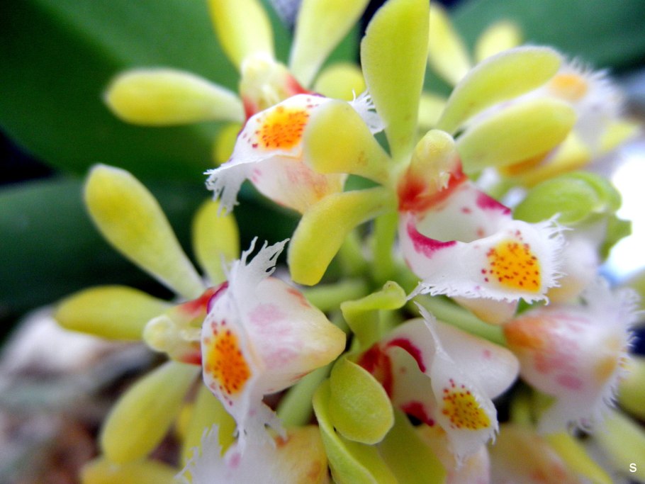 Орхидея Gastrochilus japonicus