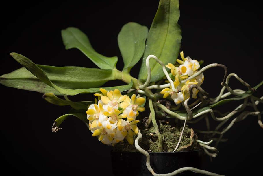 Gastrochilus retrocallus Yellow Lip 002519