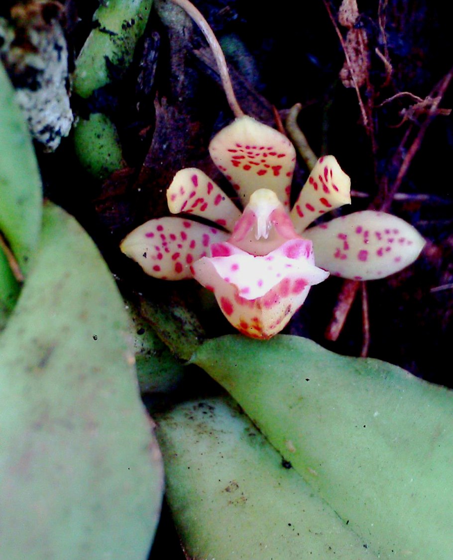 Gastrochilus retrocallus Yellow Lip 002519