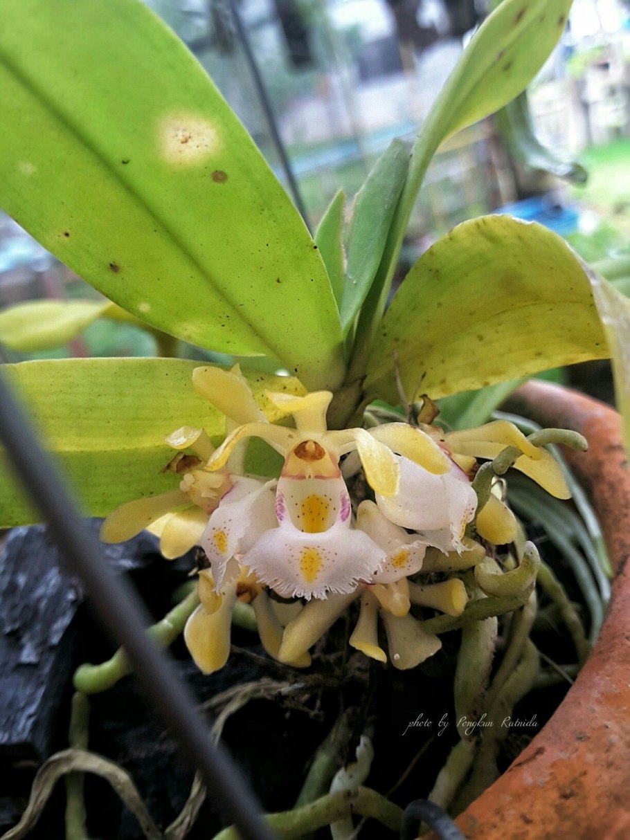 Орхидея Gastrochilus japonicus
