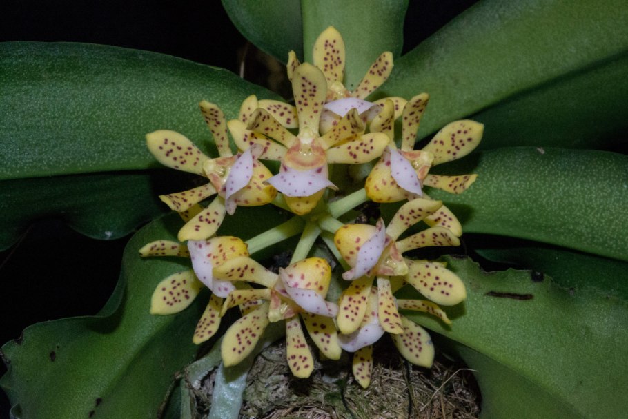 Gastrochilus dasypogon