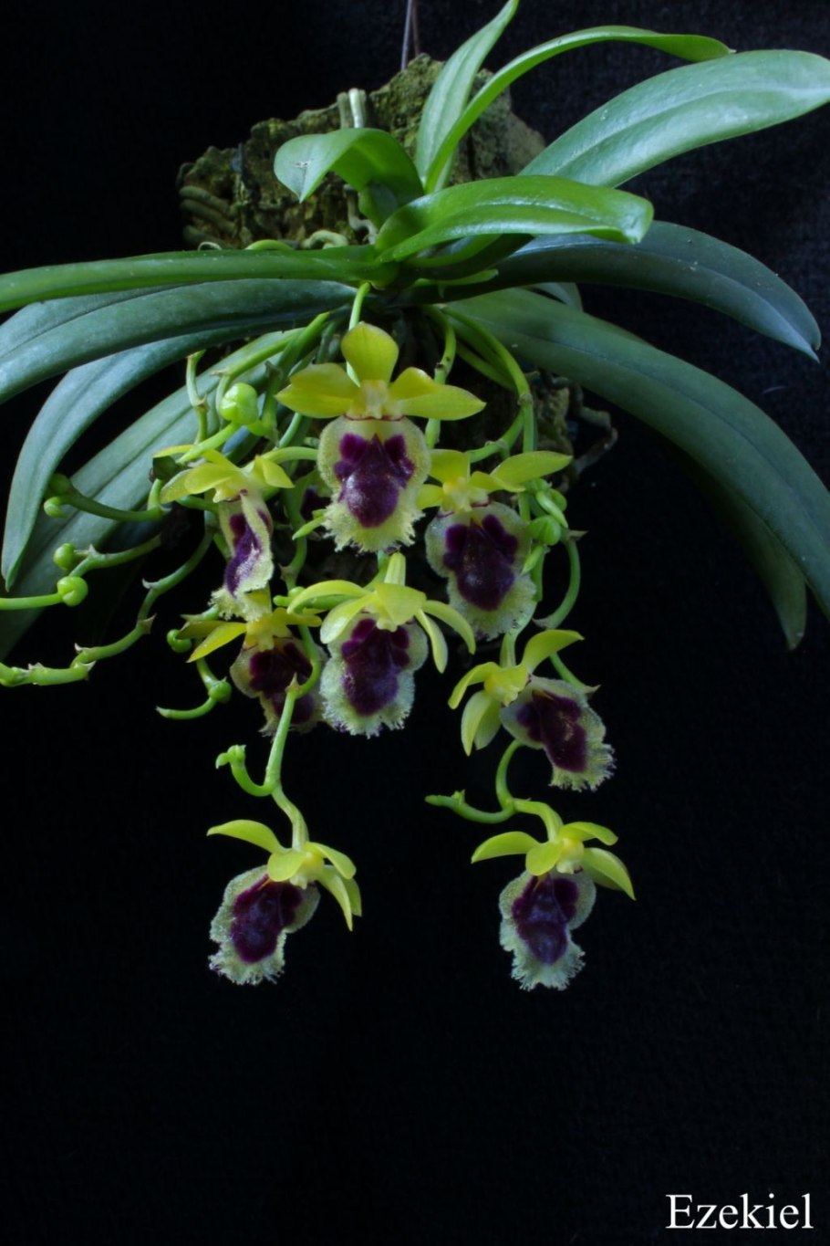 Gastrochilus fuscopunctatus Marni