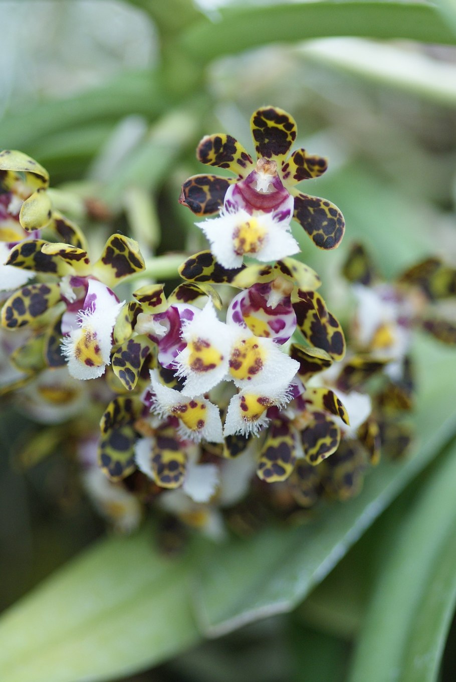 Gastrochilus dasypogon