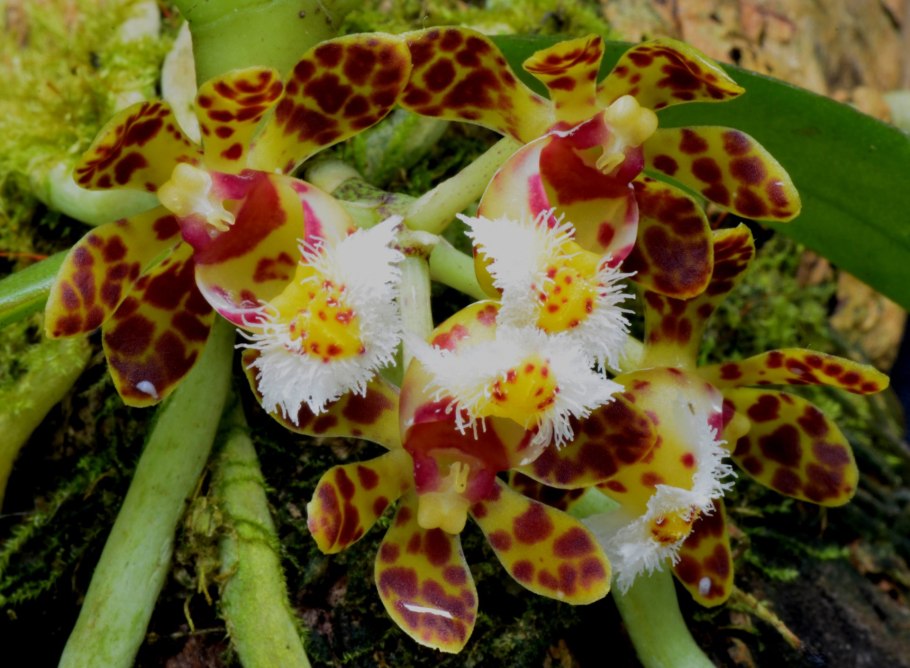 Gastrochilus calceolaris