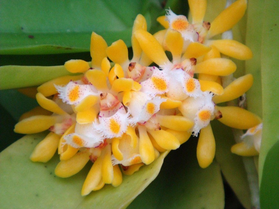 Гастрохилус Орхидея