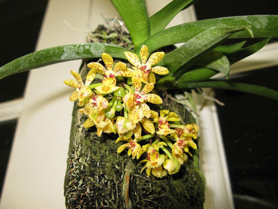 Gastrochilus bellinus