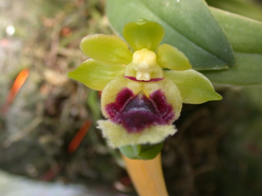 Орхидея Gastrochilus japonicus