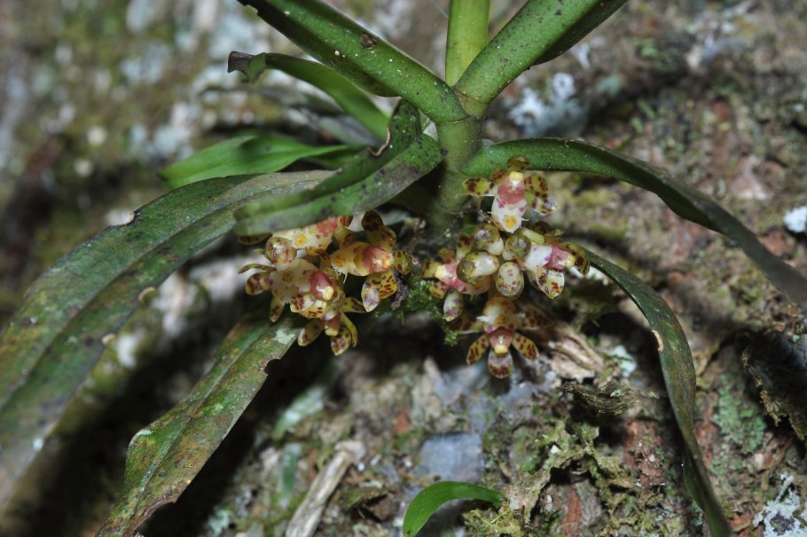 Gastrochilus formosanus