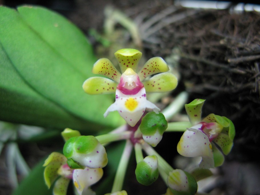 Gastrochilus calceolaris