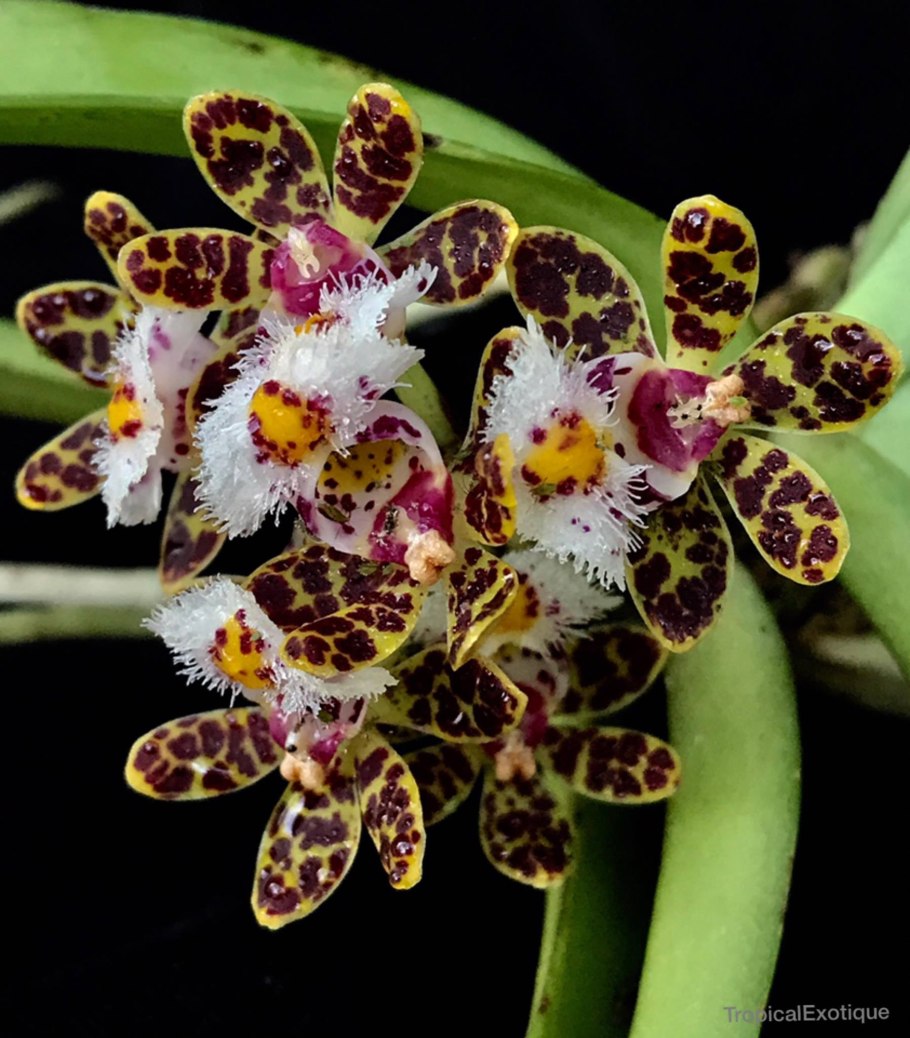 Орхидея Gastrochilus calceolaris