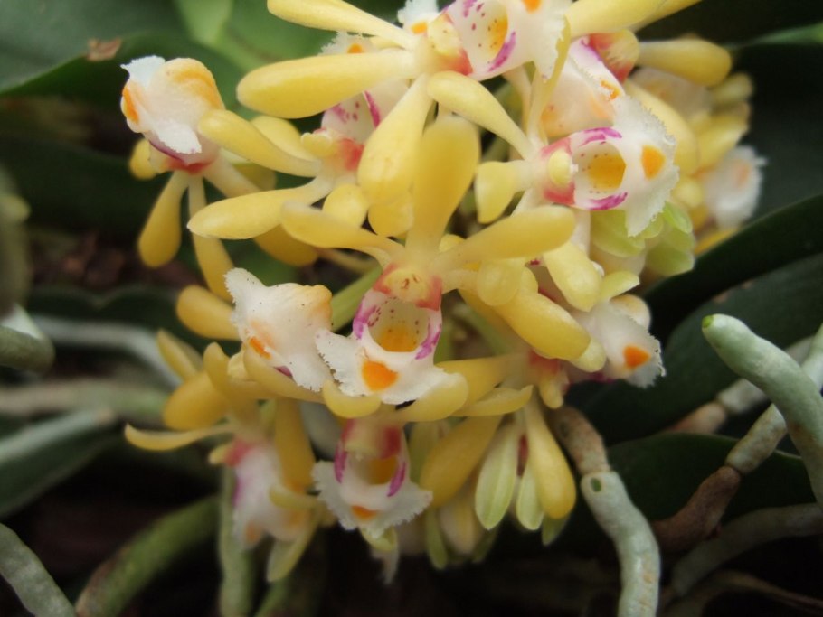 Gastrochilus fuscopunctatus