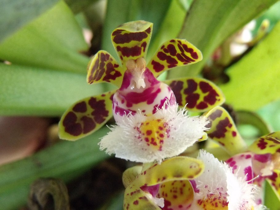 Gastrochilus platycalcaratus