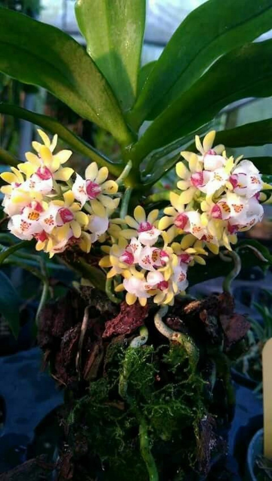 Хараелла ретрокалла