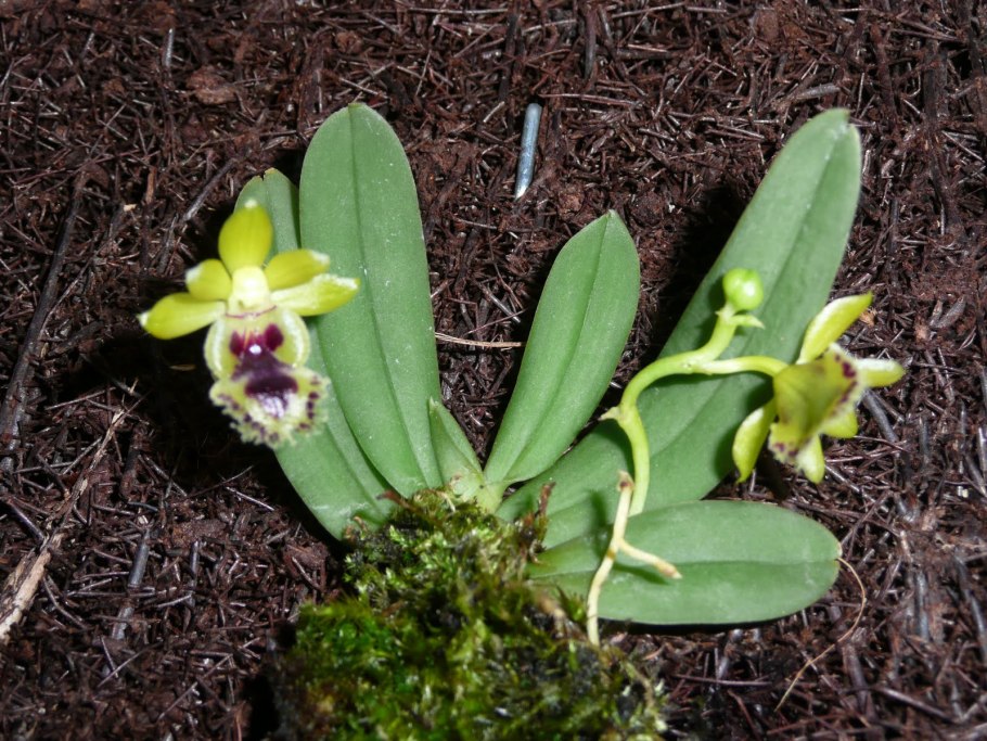 Gastrochilus obliquus