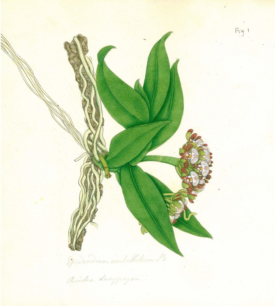 Gchls acutifolius