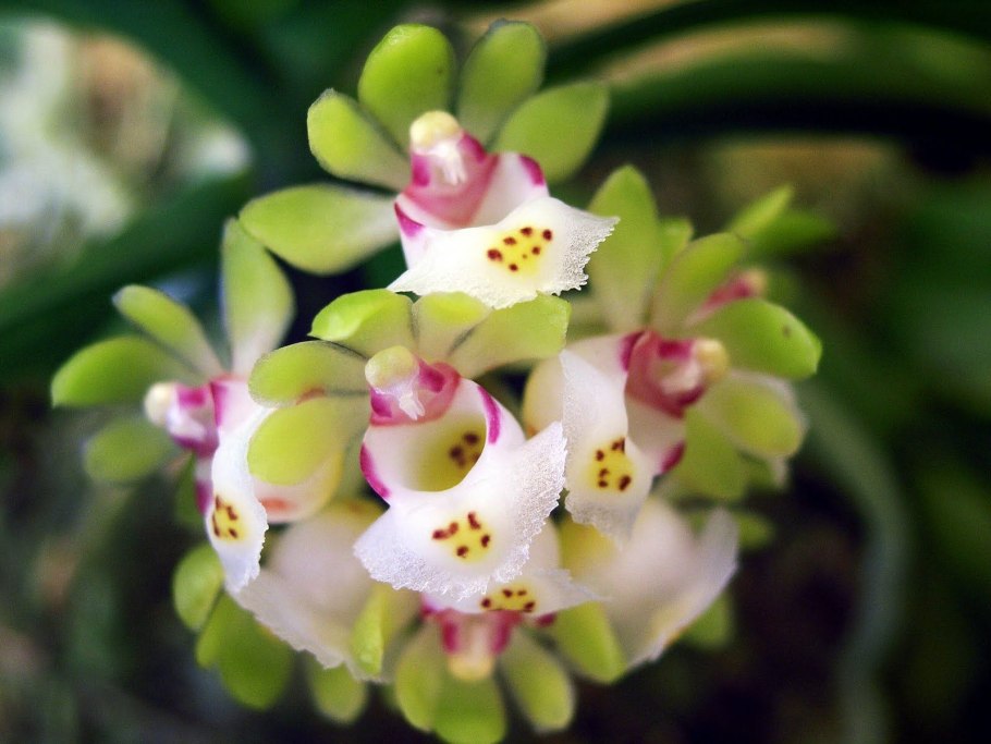 Gastrochilus fuscopunctatus