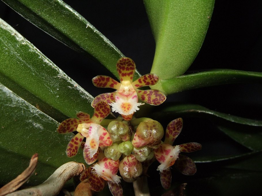 Gastrochilus dasypogon
