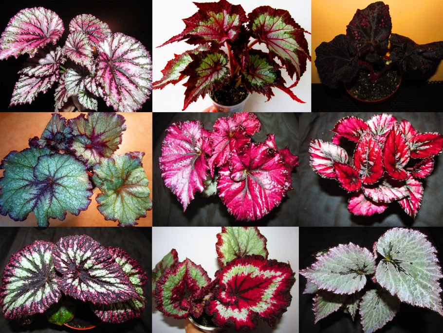 Бегония декоративнолиственная Королевская