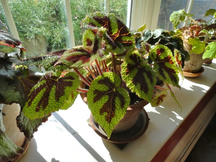 Бегония Королевская рекс