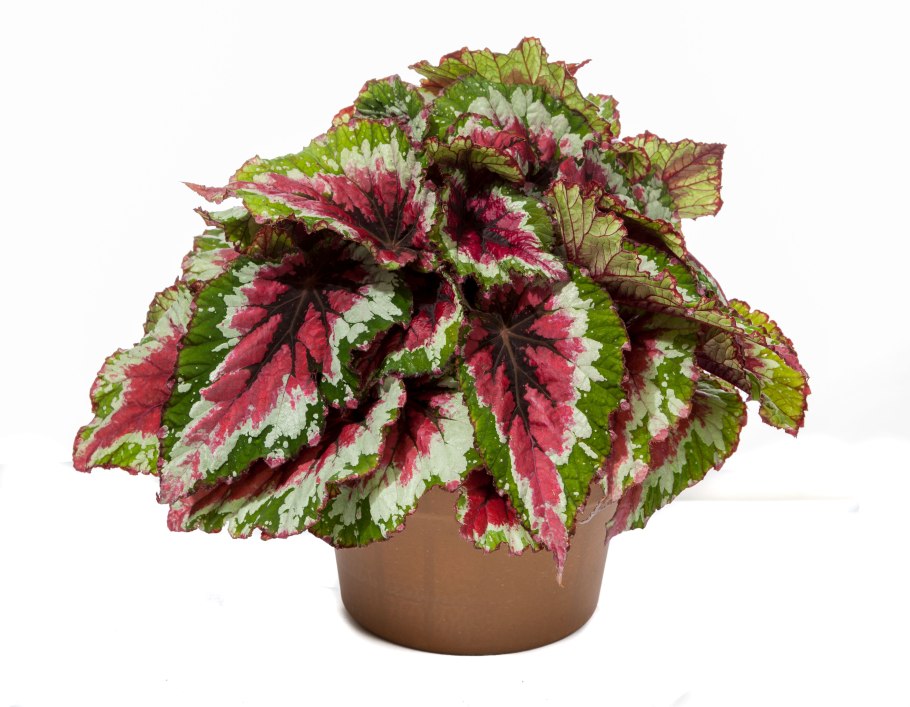 Бегония Королевская Реус