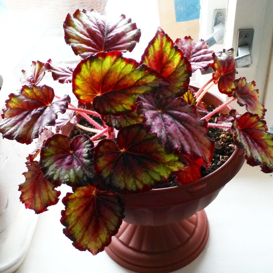 Бегония Королевская цветет