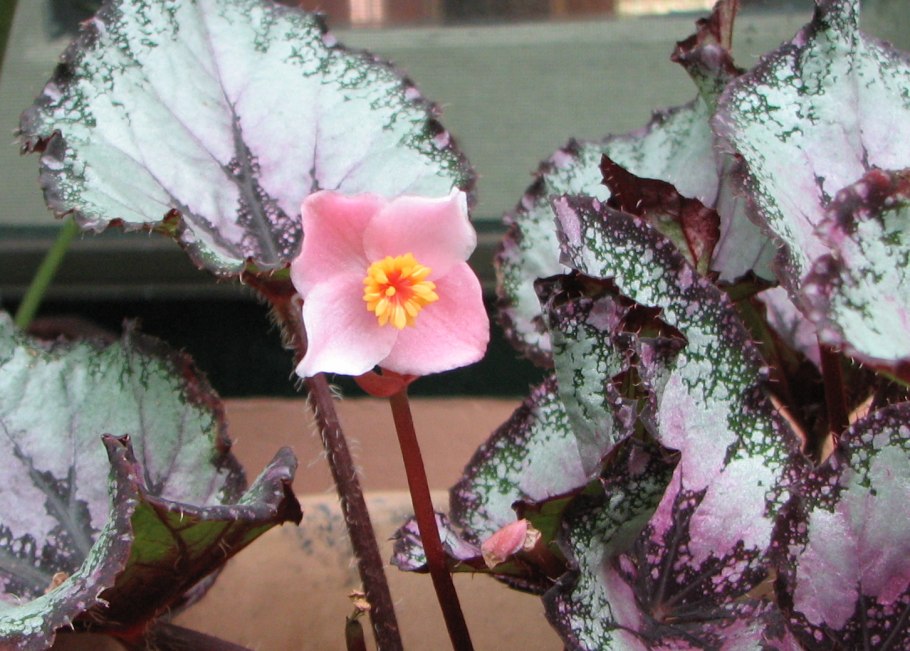 Бегония королевская рекс