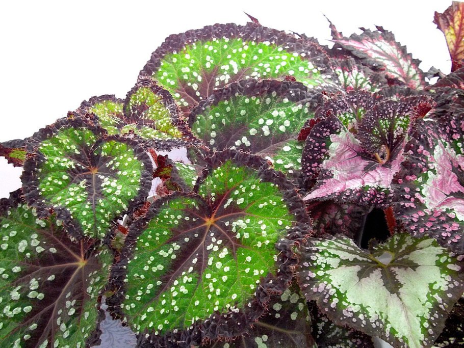 Бегония Королевская "escargot"