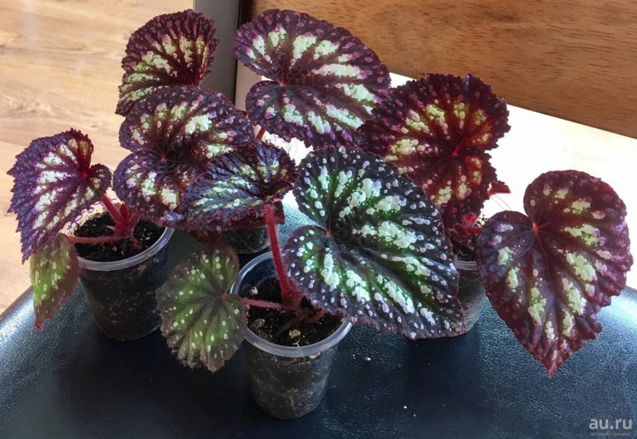 Бегония Королевская