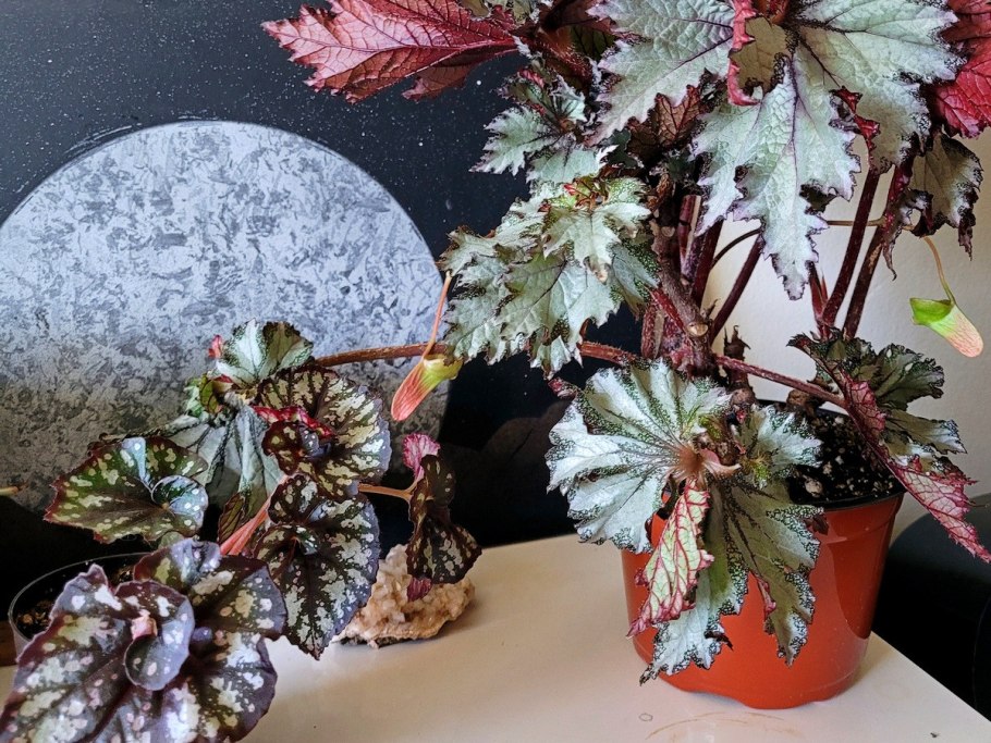 Бегония рекс Эскаргот