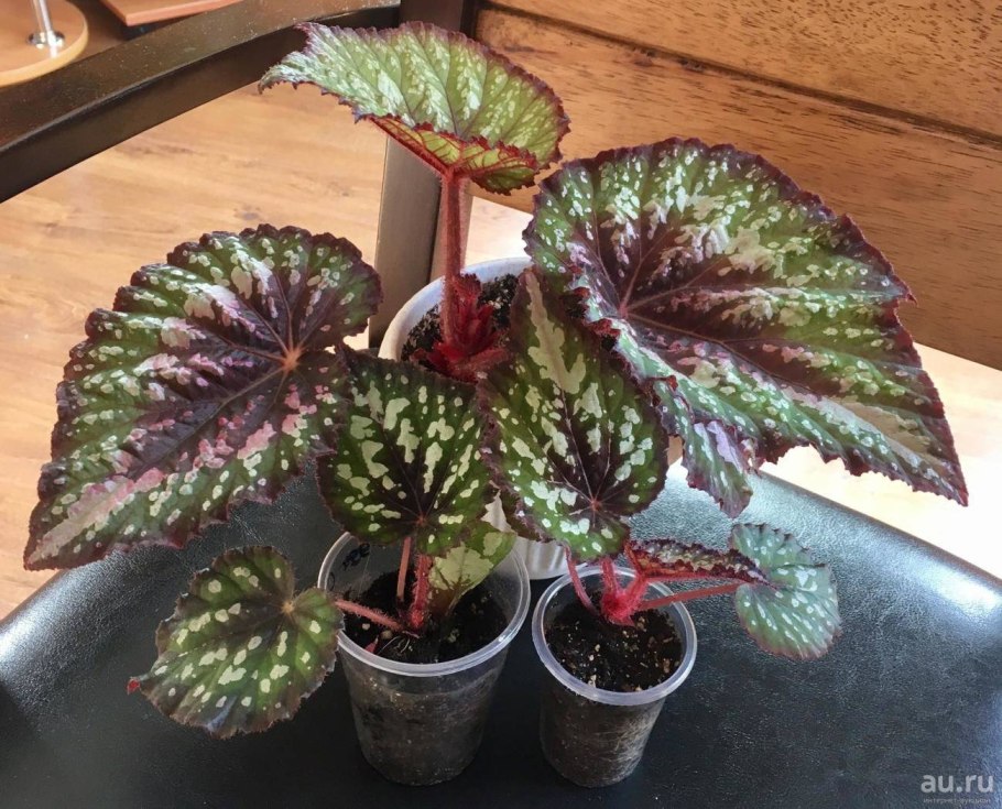 Бегония Королевская