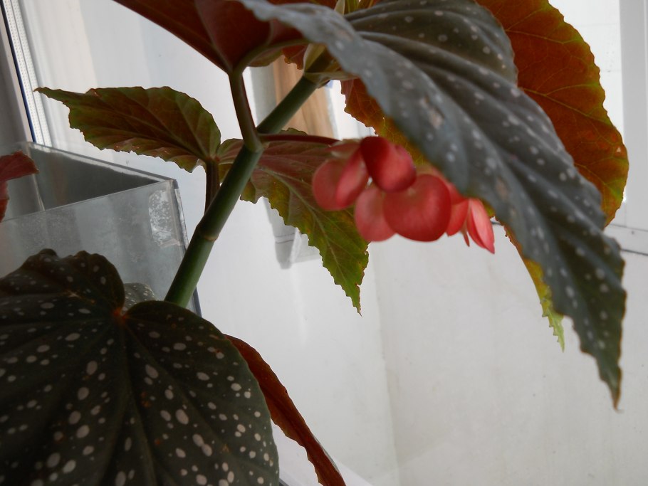 Королевская бегония крапчатая