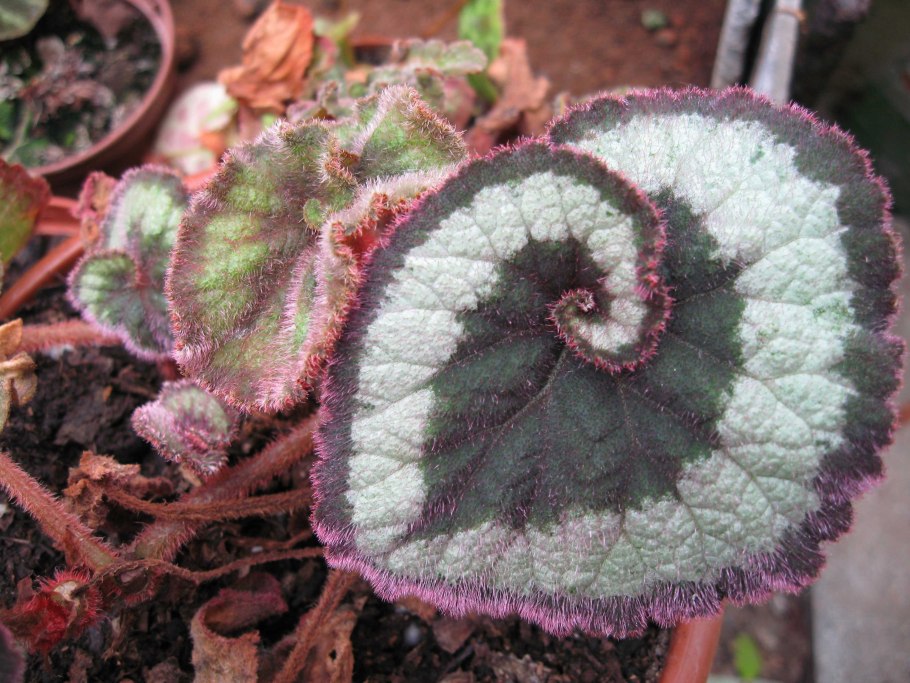 Бегония Королевская