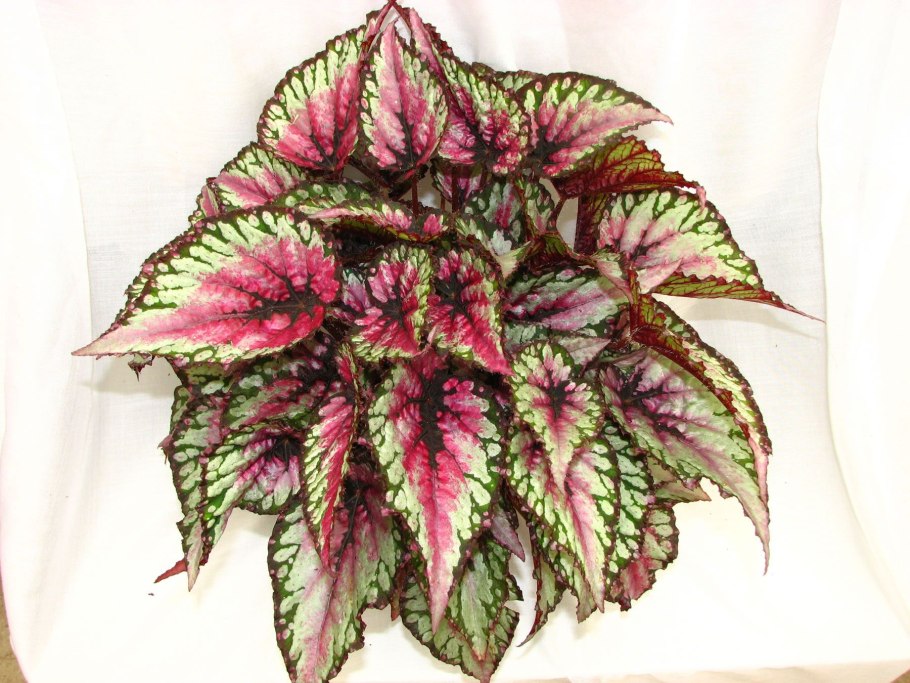 Бегония Королевская