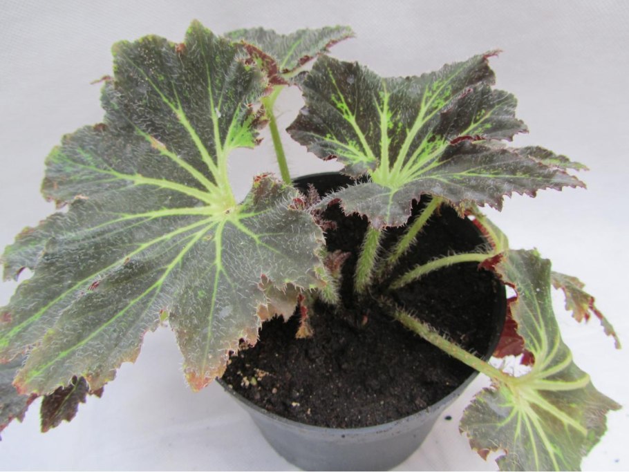 Бегония рекс Листрата