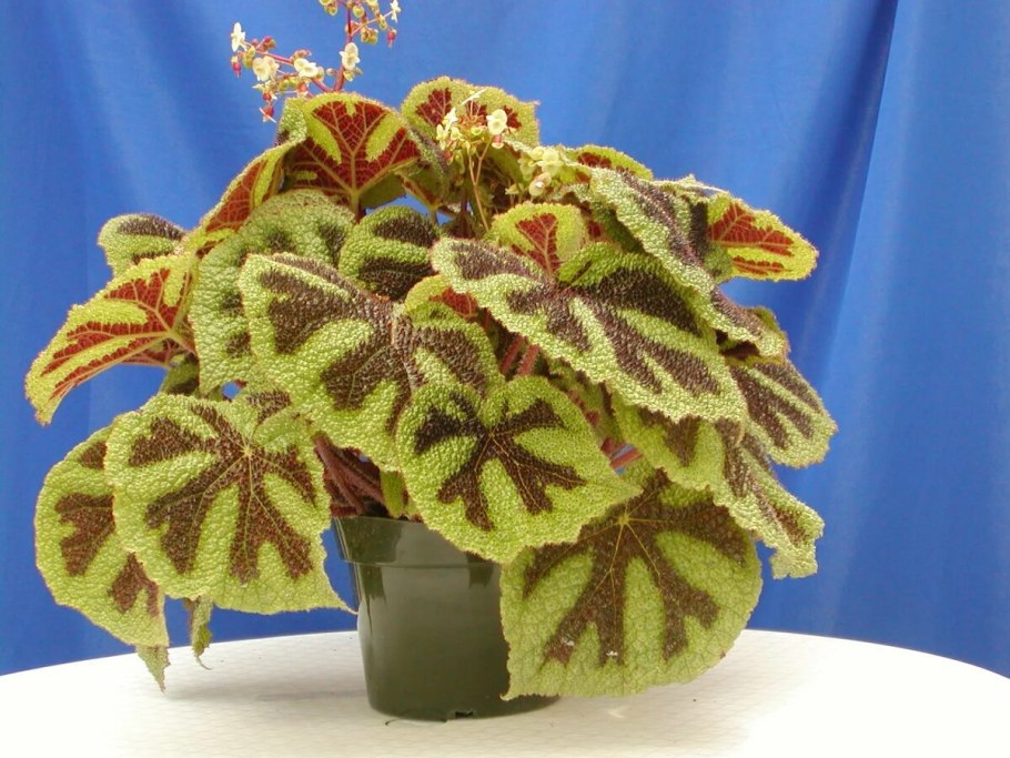 Бегония Королевская крупнолистная