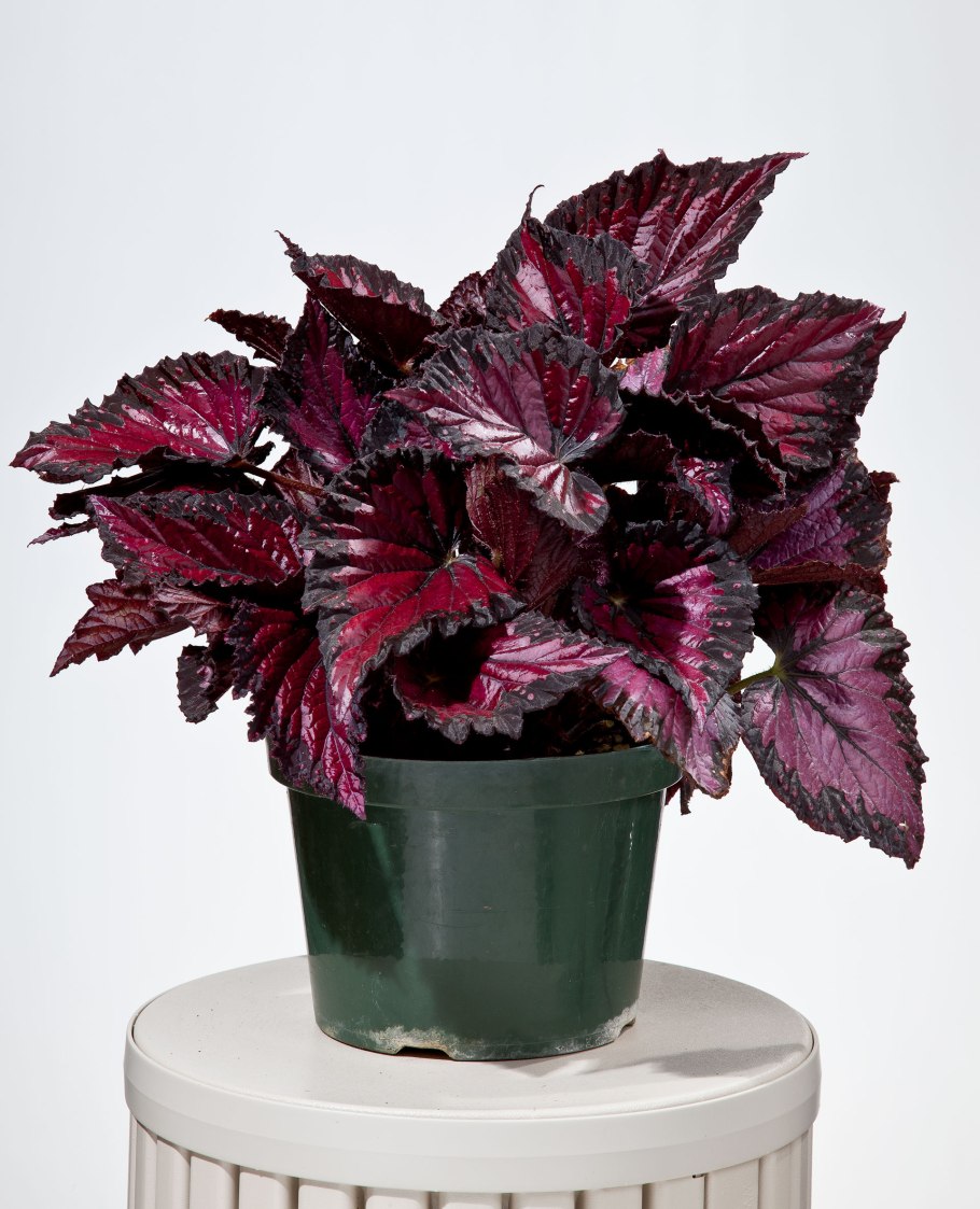 Бегония Королевская Корвин