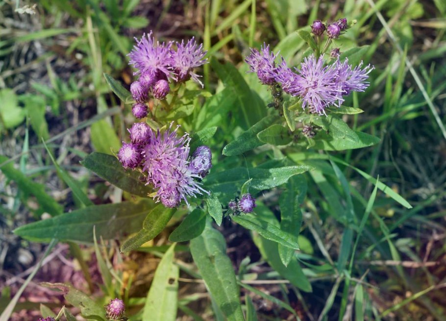 Кавказский государственный биосферный заповедник растения
