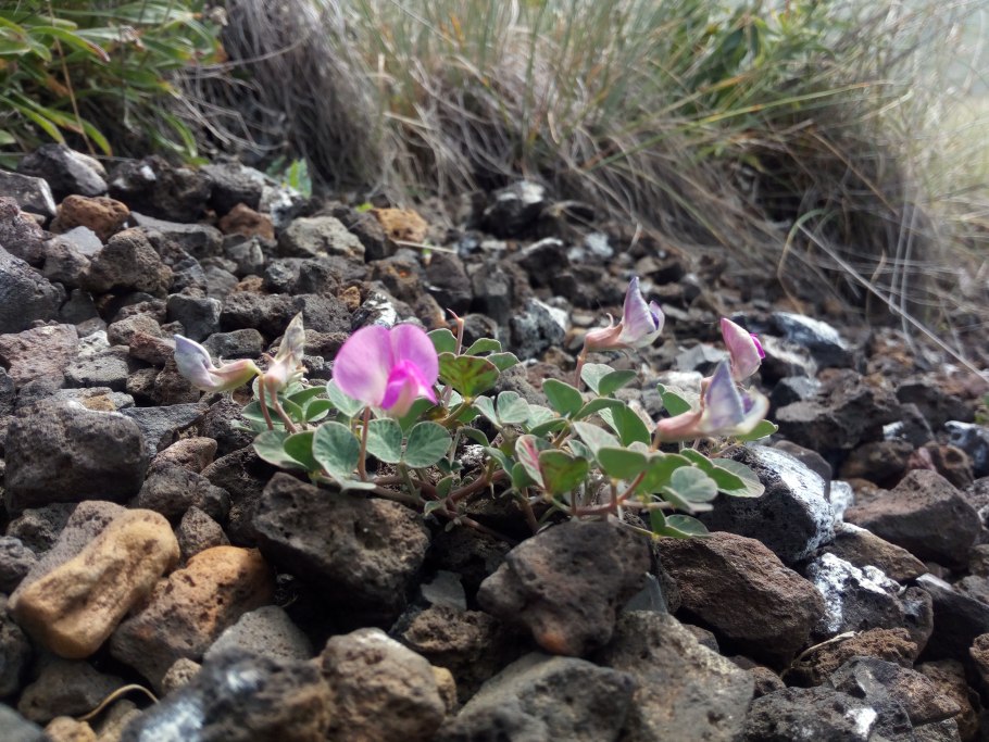 Вавиловия растение