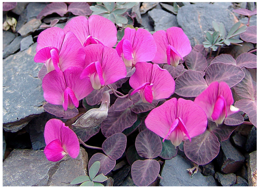 Вавиловия Формоза