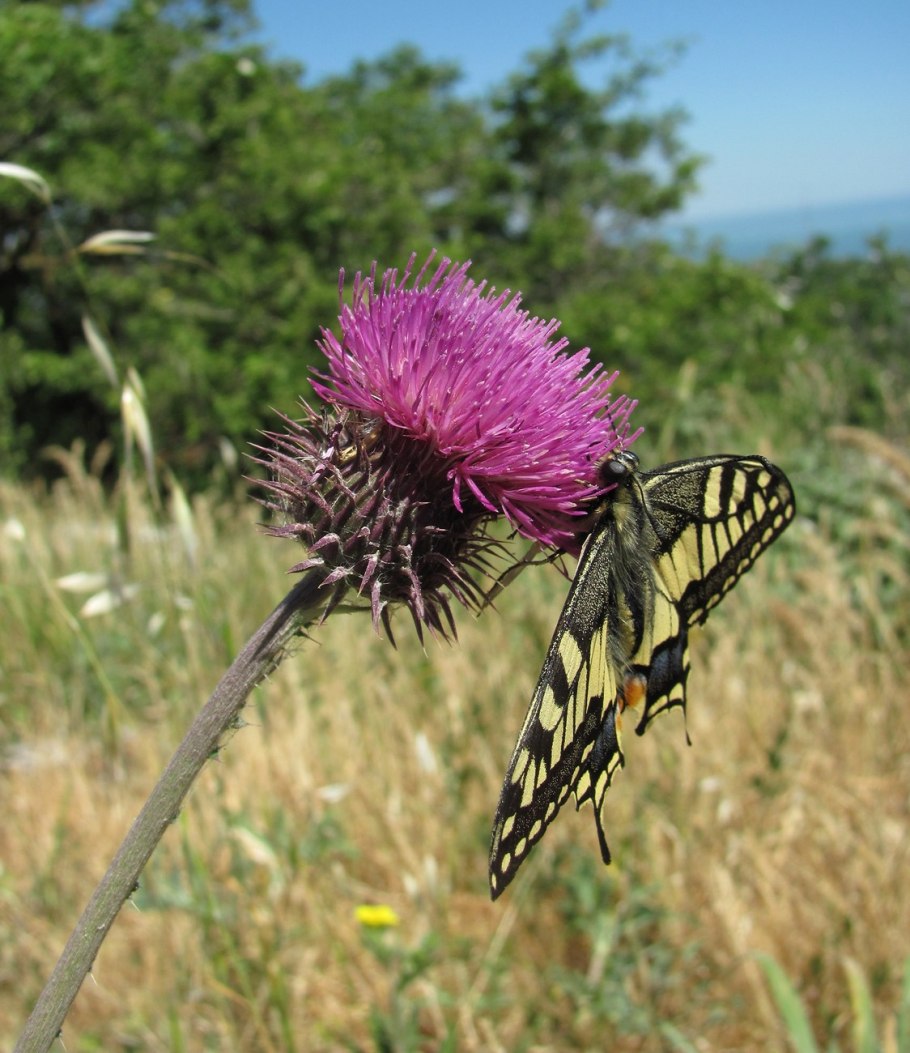 Растение ЛОВУШКА