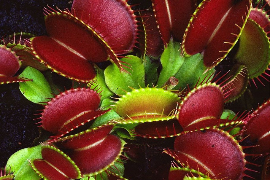 Орхидеи растущие в Якутии