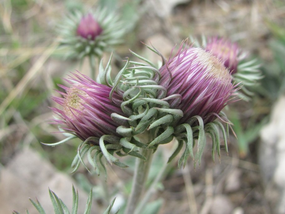 Растения Дагестана