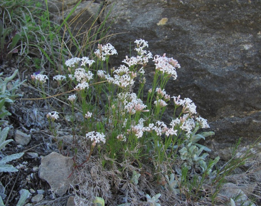 Matthiola daghestanica
